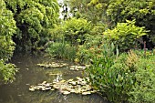 WATERLILY POND AT MONETS GARDEN,  GIVERNY,  FRANCE,  AUGUST