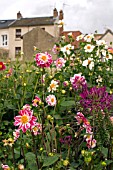 FLOWERS AT LA ROCHE GUYON,  FRANCE,  AUGUST