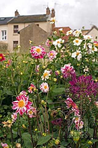 FLOWERS_AT_LA_ROCHE_GUYON__FRANCE__AUGUST