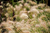 PENNISETUM VILLOSUM