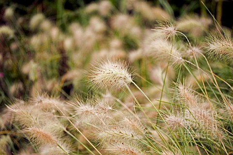 PENNISETUM_VILLOSUM