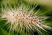 PENNISETUM VILLOSUM WITH BLACKFLY