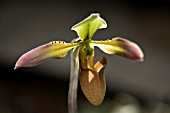 PAPHIOPEDILUM WOLTERIANUM