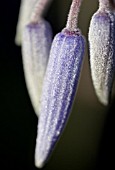 CLEMATIS RECTA BUDS,  AUGUST