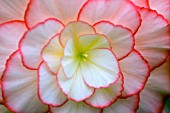 CLOSE UP OF BEGONIA FLOWER