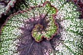 CLOSE UP OF BEGONIA LEAF