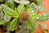 TRIFOLIUM PRATENSE DICAR,  CLOVER