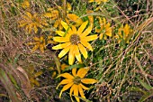 RUDBECKIA FULGIDA VAR. SULLIVANTII GOLDSTURM WITH STIPA