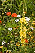 VERBASCUM IN MIXED BORDER,  AUGUST