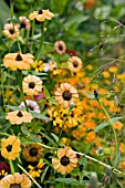 ZINNIAS IN HOT BORDER,  AUGUST