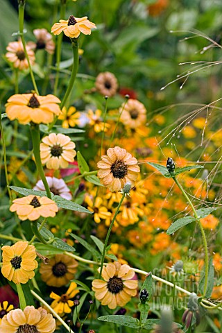 ZINNIAS_IN_HOT_BORDER__AUGUST