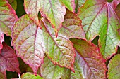 PARTHENOCISSUS