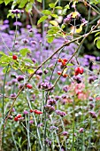 VERBENA BONARIENSIS AND ROSEHIPS,  SEPTEMBER