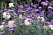 VERBENA BONARIENSIS AND YELLOW ROSES