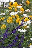 COSMOS IN LATE SUMMER BORDER,  SEPTEMBER