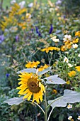 HELIANTHUS,  SUNFLOWER IN LATE SUMMER BORDER,  SEPTEMBER