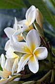 PLUMERIA ALBA,  AUGUST