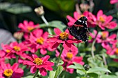 ZINNIA CAROUSEL WITH TORTOISESHELL BUTTERFLY,  AUGUST