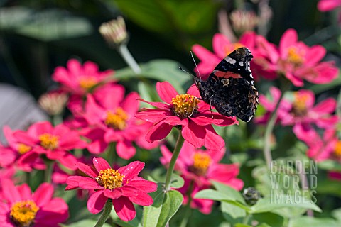 ZINNIA_CAROUSEL_WITH_TORTOISESHELL_BUTTERFLY__AUGUST