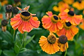 HELENIUM SEPTEMBERFUCHS WITH BUTTERFLY