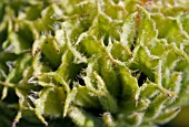 CLOSE UP OF PHLOMIS RUSSELIANA SEED HEAD