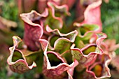 SARRACENIA PURPUREA SSP. PURPUREA