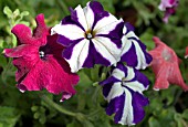 PETUNIAS,  IN SEPTEMBER