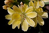 LEWISIA ASHWOOD CAROUSEL,  HYBRIDS