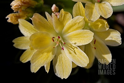 LEWISIA_ASHWOOD_CAROUSEL__HYBRIDS