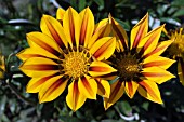 CLOSE UP OF GAZANIAS