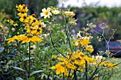 LATE SUMMER BORDER,  SEPTEMBER