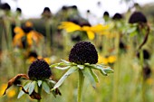 RUDBECKIA FULGIDA GOLDSTURM LATE SUMMER