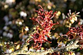 HAMAMELIS DIANE,  WITCH HAZEL