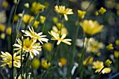 ANTHEMIS,  IN SEPTEMBER