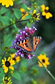 TORTOISESHELL BUTTERFLY ON VERBENA BONARIENSIS,  SEPTEMBER