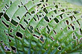 HOSTA LEAF EATEN BY SLUGS