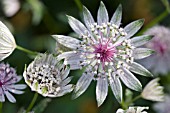 ASTRANTIA MAJOR,  HATTIES PINCUSHION,  MASTERWORT