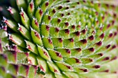 SEMPERVIVUM OCTOPODES VAR. APETALUM