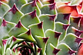 SEMPERVIVUM CALCAREUM