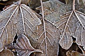 FROSTY FALLEN LEAVES