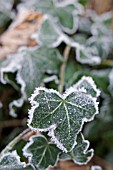 FROSTY HEDERA HELIX,  IVY