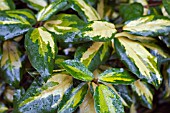 ELAEAGNUS PUNGENS LEAVES