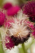 CIRSIUM RIVULARE ATROPURPUREUM SEEDS