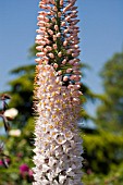 EREMURUS,  FOXTAIL LILY