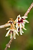 CHIMONANTHUS PRAECOX GRANDIFLORUS