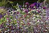 PURPLE MIXED BORDER,  JUNE