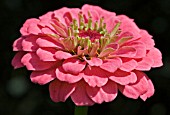 ZINNIA ELEGANS THUMBELINA SERIES