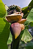 BANANAS GROWING IN THE OPEN FOR THE FIRST TIME AT CLARE COLLEGE,  CAMBRIDGE,  AUGUST