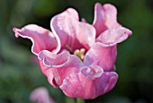 PINK FRINGED TULIP