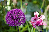 ALLIUM GIGANTEUM A